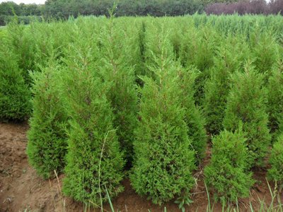 1628408582685017.jpg 1628408582685017.jpg