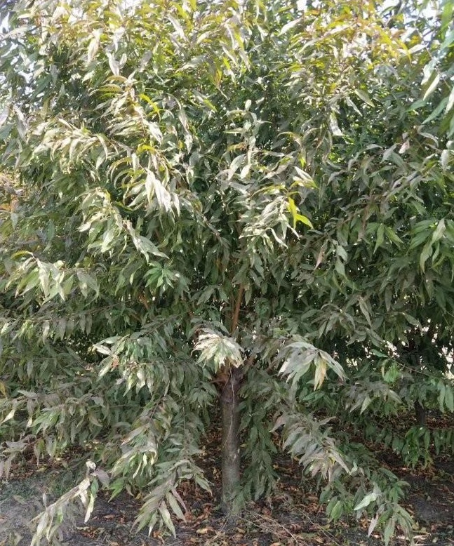 1628413174183561.jpg image.jpg