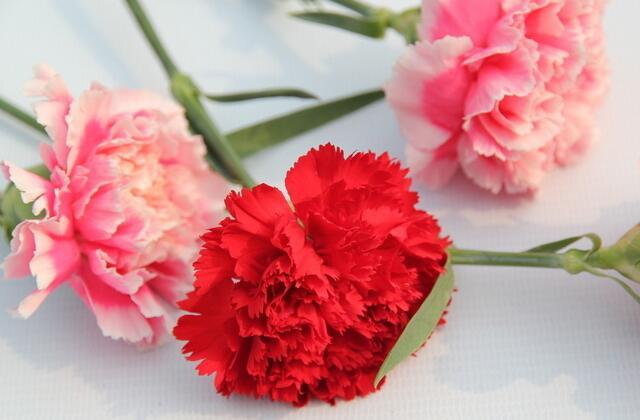康乃馨的養殖方法及花語代表含義