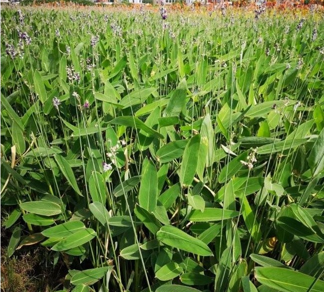 1628423646109756.jpg 1628423636(1).jpg