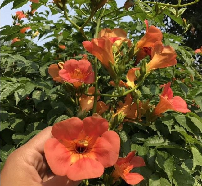 1628423945801938.jpg 1628423936(1).jpg