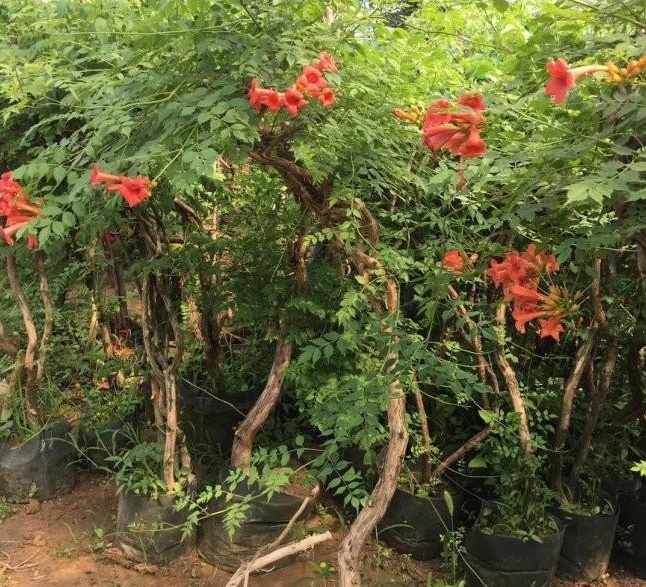 1628423979493298.jpg 1628423970(1).jpg