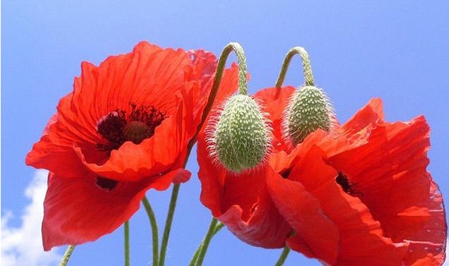 1628425432768578.jpg 1628425421.jpg