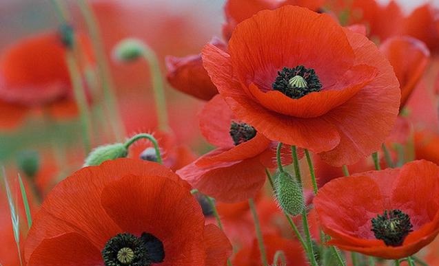 1628425450398197.jpg 1628425435(1).jpg