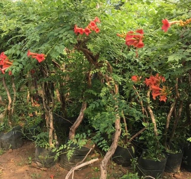 1628425829806372.jpg 1628425802(1).jpg