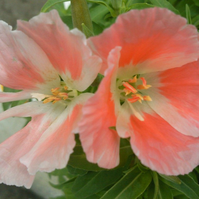 古代稀的生長習性形態及用途