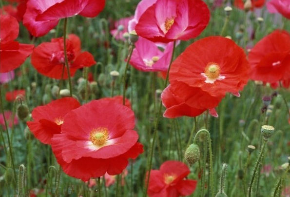 1628428153349899.jpg 1628428143(1).jpg