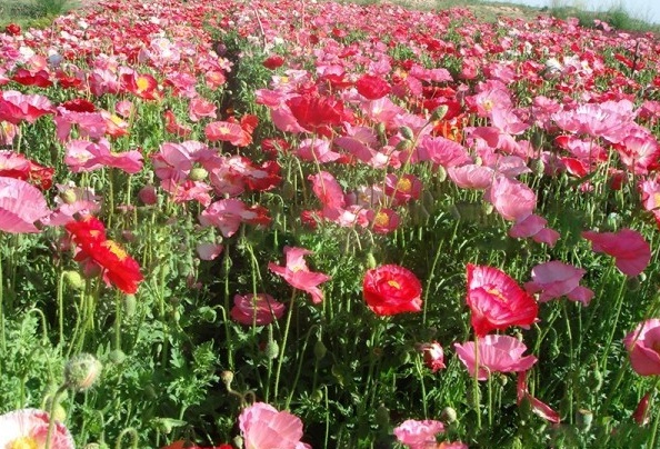 1628428196777056.jpg 1628428177(1).jpg