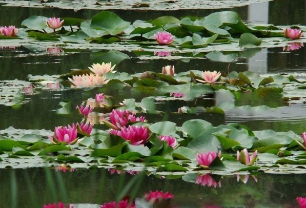 1628428457289700.jpg 1628428436(1).jpg