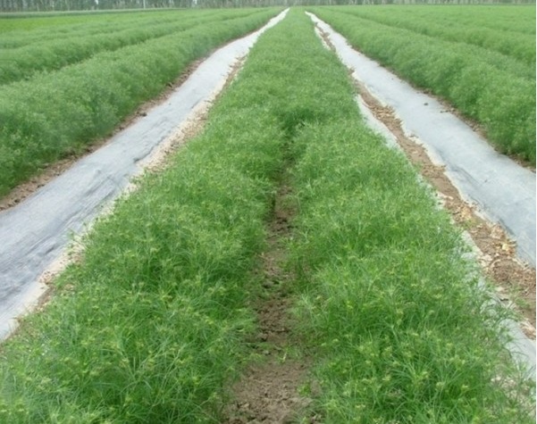 1628428743594799.jpg 1628428719(1).jpg