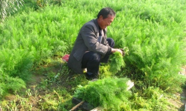 1628428766144827.jpg 1628428747(1).jpg