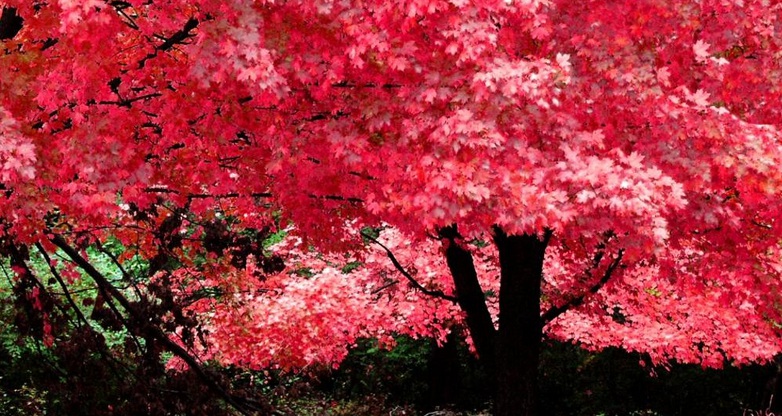 1628431144740013.jpg 紅楓111.jpg