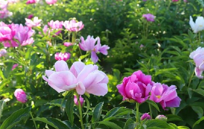 1628434016664610.jpg 芍藥花1.jpg