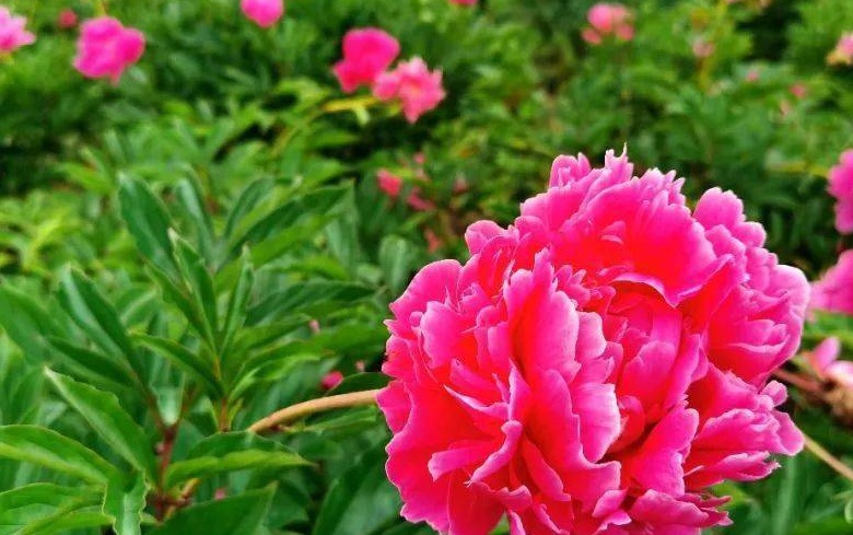 1628434063324313.jpg 芍藥花3.jpg