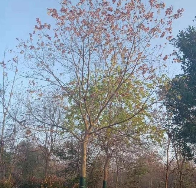 1628469727280432.jpg 1628469717(1).jpg