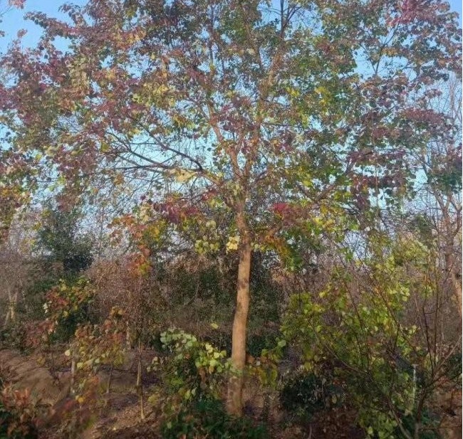 1628469756615178.jpg 1628469745(1).jpg