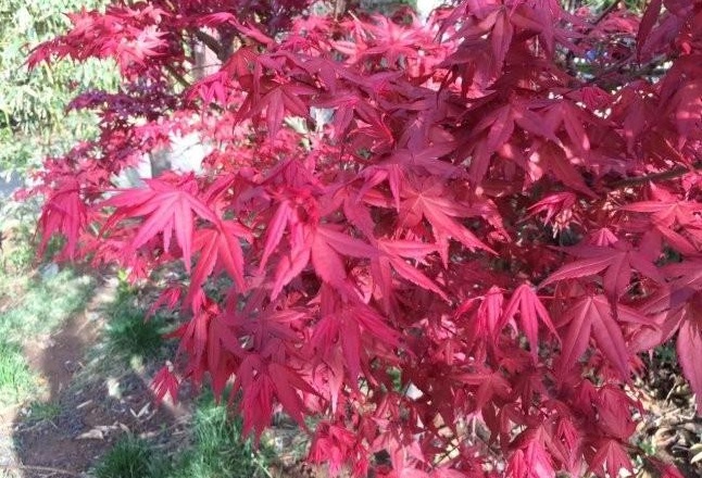 1628469949205232.jpg 1628469942(1).jpg