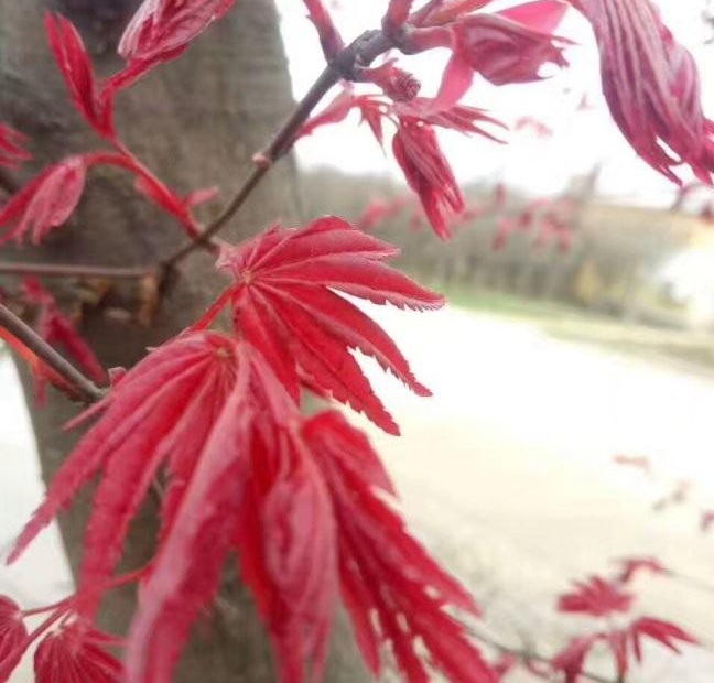 1628469971407024.jpg 1628469964(1).jpg