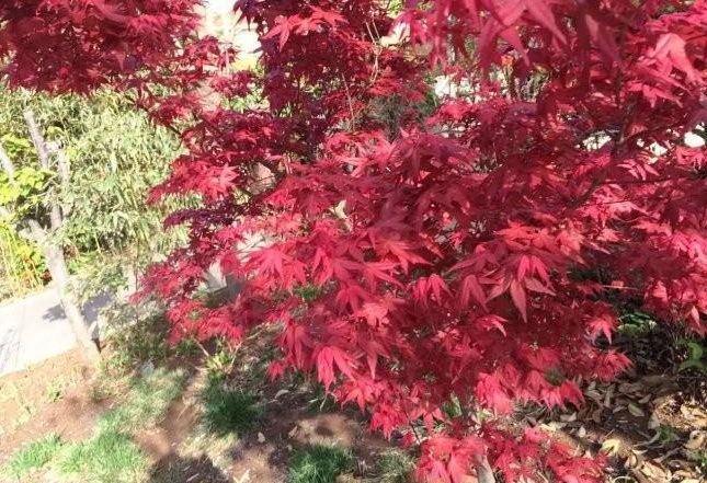 1628469992529943.jpg 1628469983(1).jpg