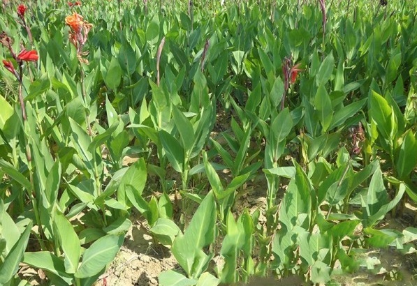 1628470247584819.jpg 1628470242(1).jpg