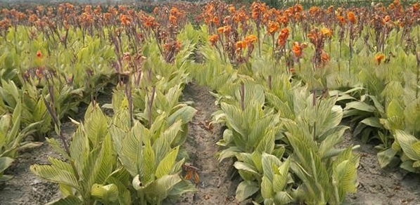 1628470263366856.jpg 1628470256(1).jpg