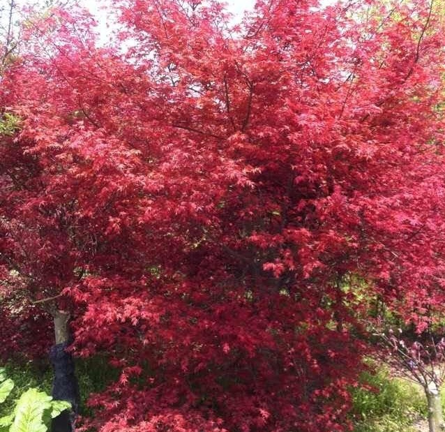 1628470515260654.jpg 1628470506(1).jpg