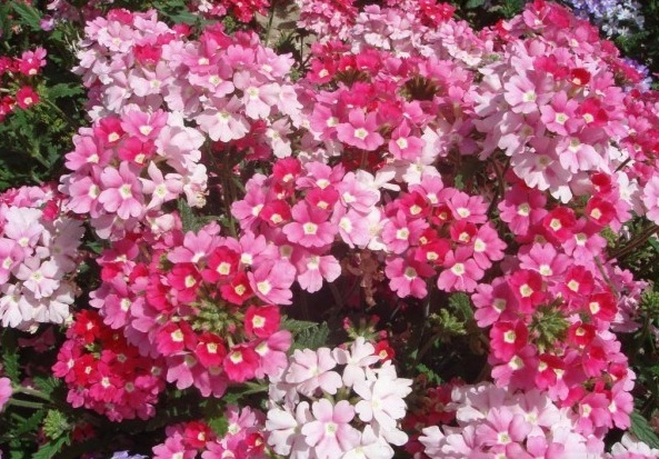 1628470592327019.jpg 1628470587(1).jpg