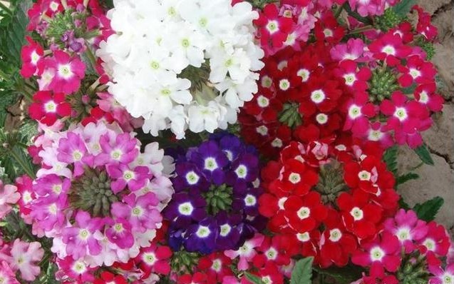 1628470610764629.jpg 1628470603(1).jpg