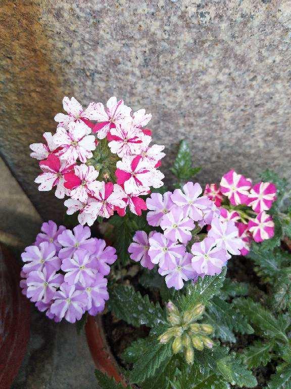 美女櫻的好樣程度,美女櫻的花期