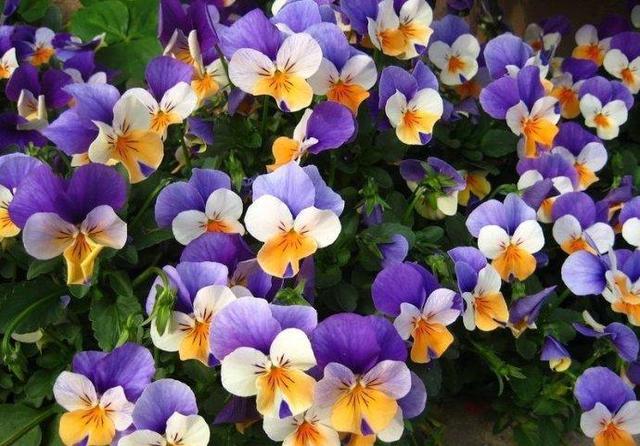 三色堇，配色很奇特，有什么養(yǎng)殖技巧
