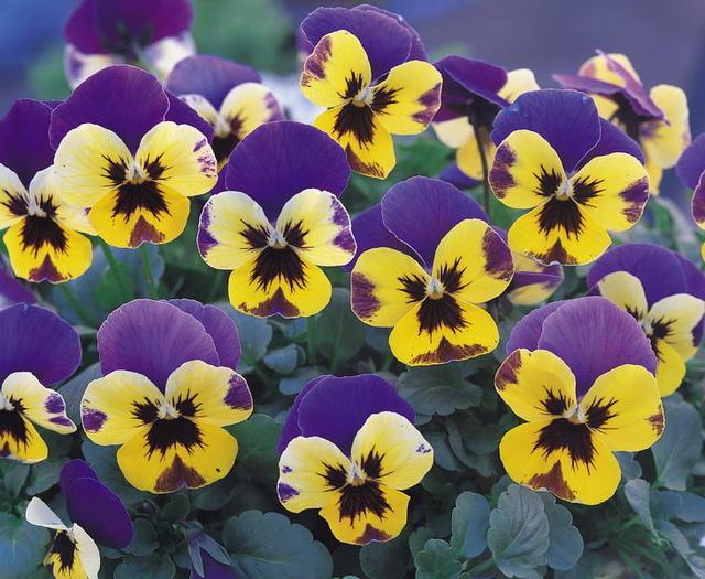 三色堇，配色很奇特，有什么養(yǎng)殖技巧