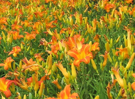 1628476586834485.jpg image.jpg