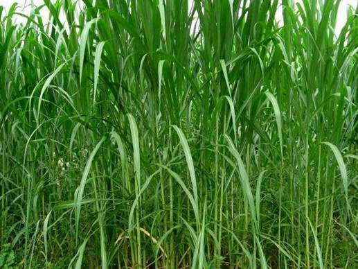 1628477028255705.jpg image.jpg