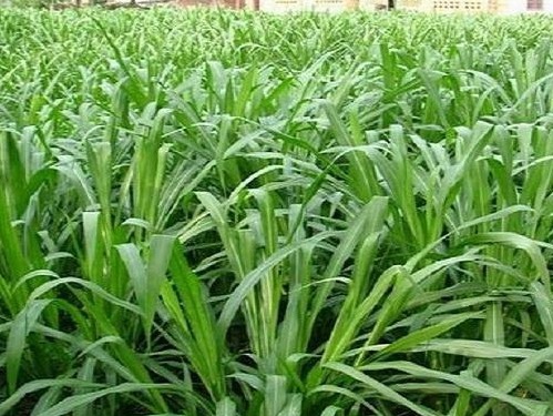 1628477043909588.jpg image.jpg