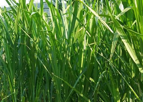 1628477052220768.jpg image.jpg