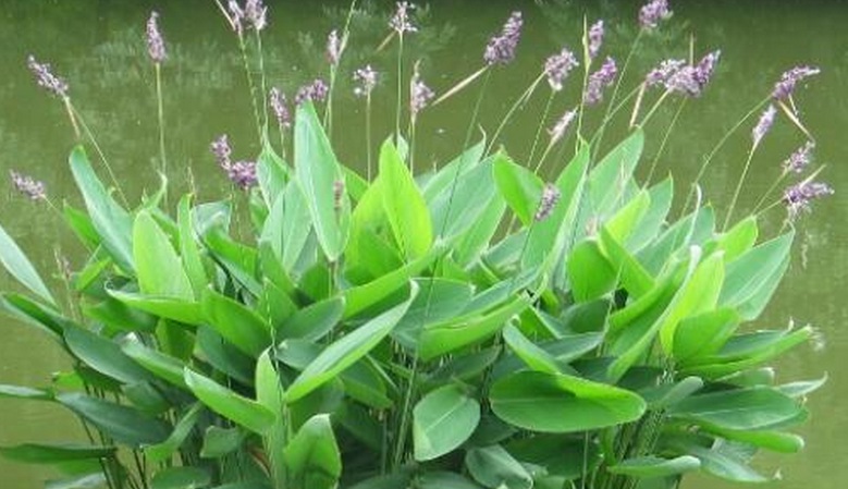 1628496635487280.jpg 再力花1.jpg