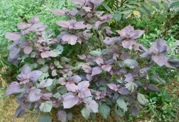 1628504470653616.jpg 1628504456(1).jpg