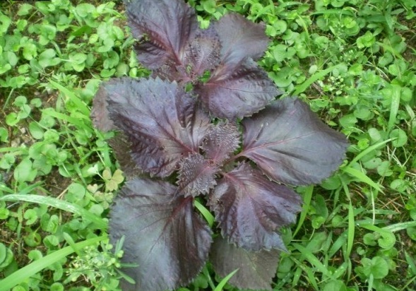 1628504491893734.jpg 1628504481(1).jpg