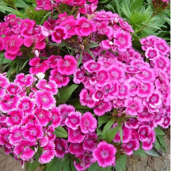 1628505099243359.jpg 1628505091(1).jpg