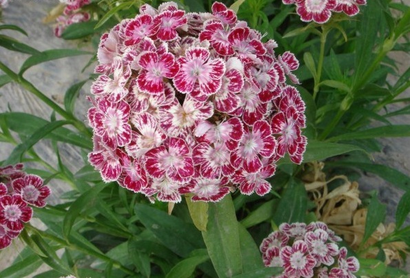 1628505143257847.jpg 1628505133(1).jpg