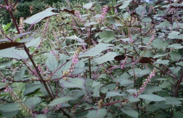 1628505270272460.jpg 1628505262(1).jpg