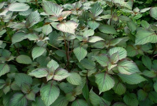 1628505303613275.jpg 1628505295(1).jpg