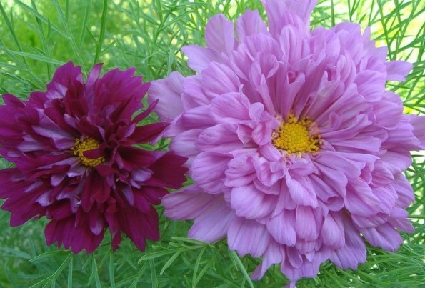 1628505619962372.jpg 1628505613(1).jpg