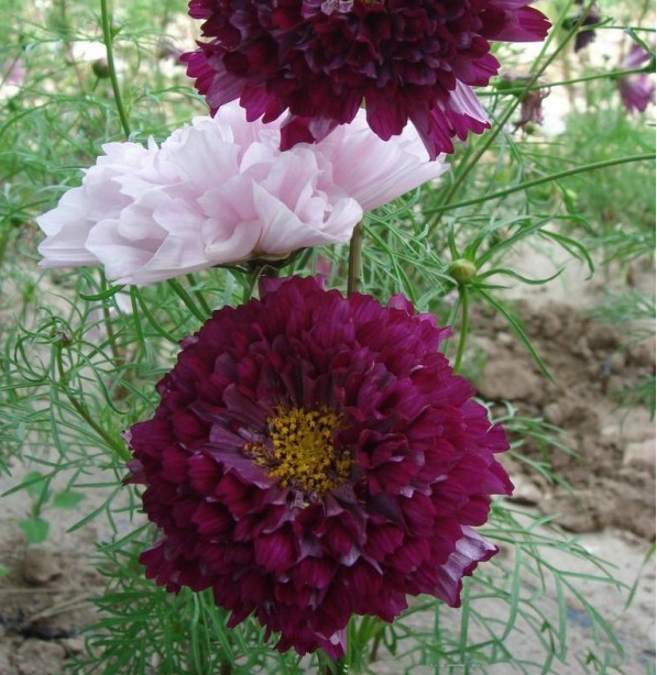 1628505661151582.jpg 1628505651.jpg