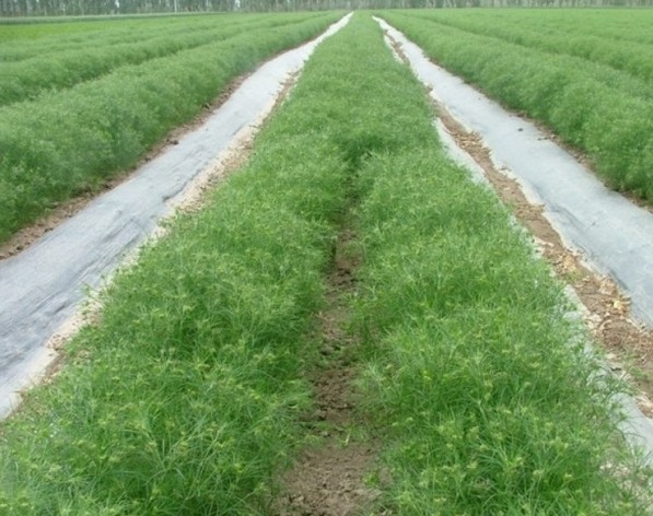 1628507668417272.jpg 1628507660(1).jpg