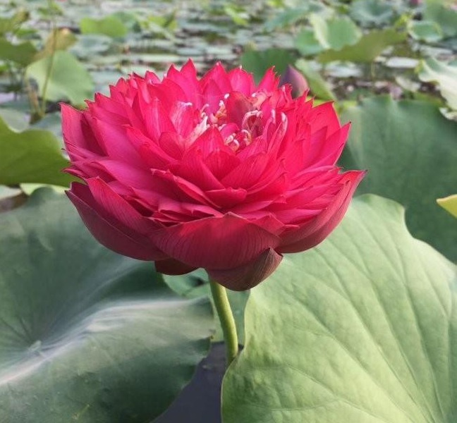 1628507828641932.jpg 1628507821(1).jpg