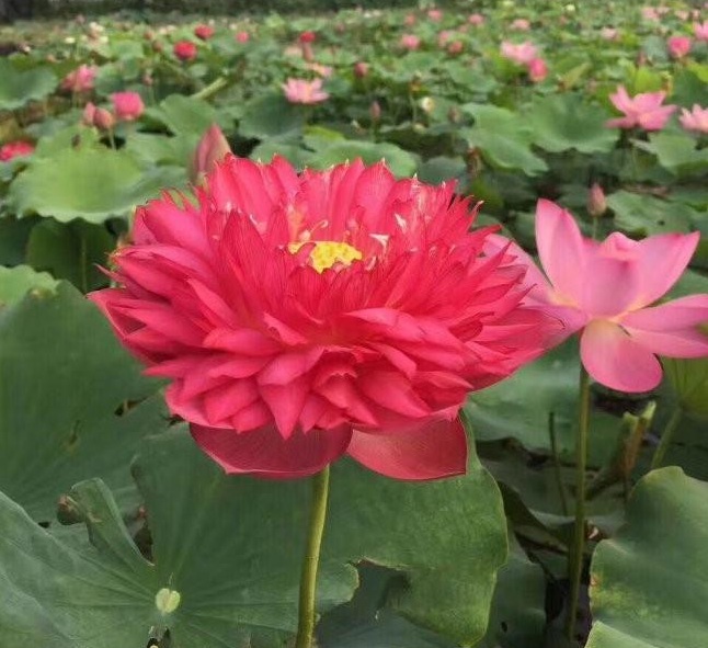 1628507848316198.jpg 1628507837(1).jpg