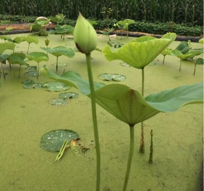 1628507870911245.jpg 1628507861(1).jpg