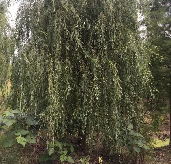 1628508049893609.jpg 1628508041(1).jpg