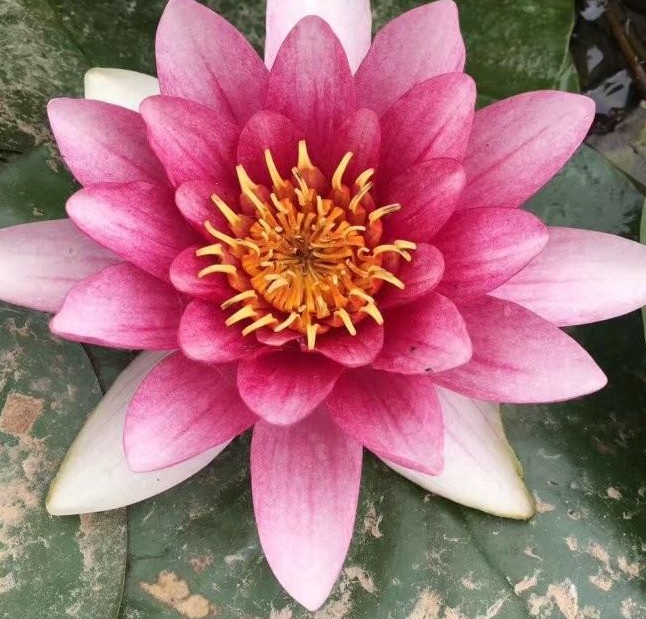 1628508430409899.jpg 1628508419(1).jpg